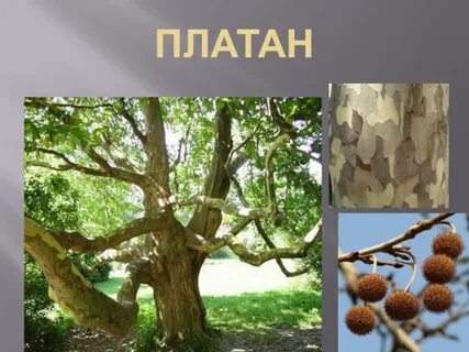 2 платан