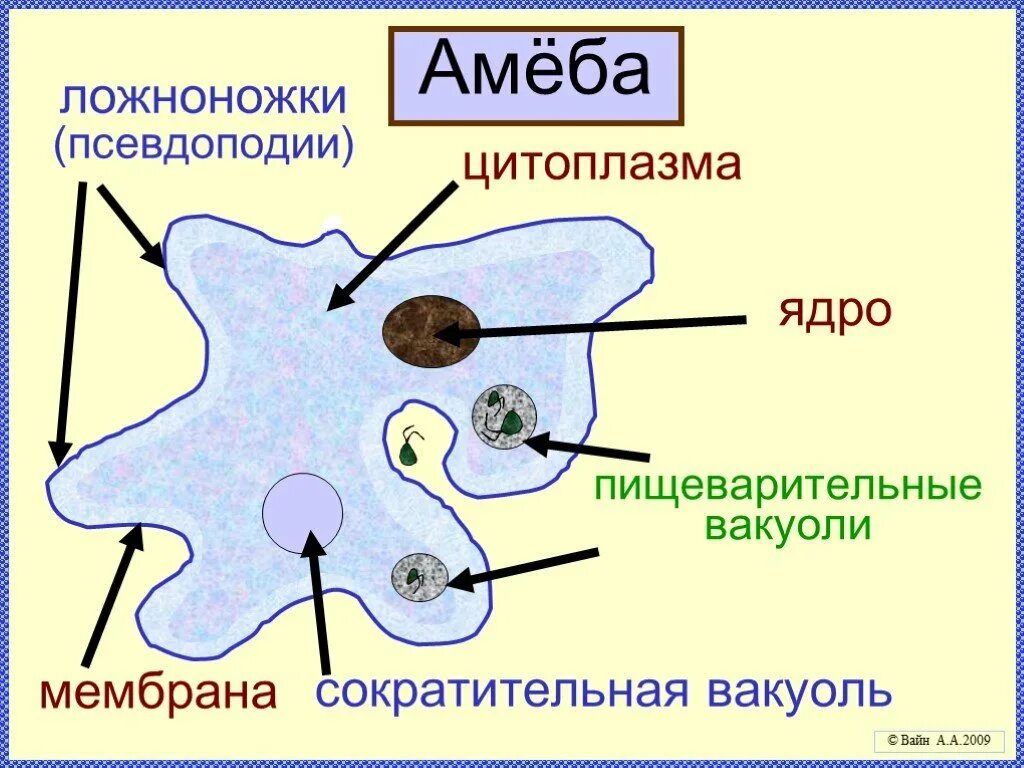 Какую функцию выполняет амеба