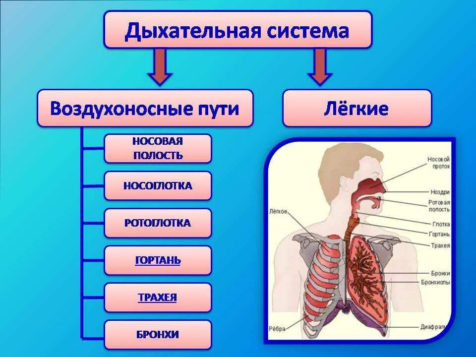 Таблицу дыхательная система человека. Система органов дыхания 8 класс биология. Конспект по биологии дыхательная система 8 класс. Дыхательная система строение и функции 8 класс конспект. Отделы дыхательной системы схема.