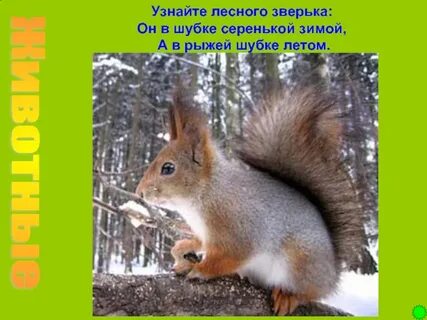 Узнаю тебя рыжая по шубке пушистой