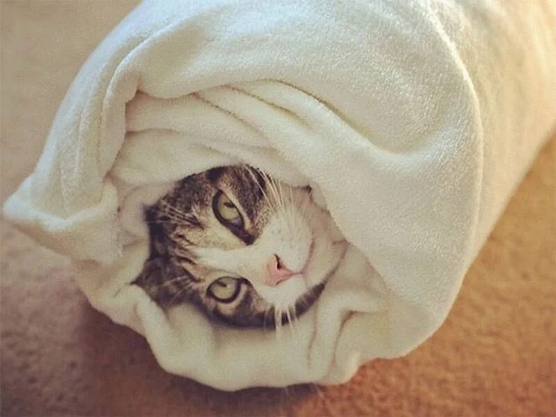 Кот в одеяле. Кот завернутый в одеяло. котик завернутый в одеяло. кот замотанный в одеяло. кот завернутый в плед.