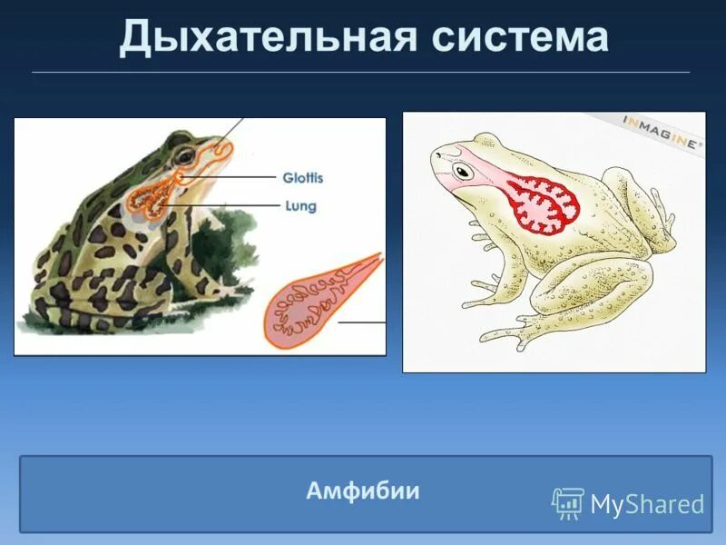 Функции дыхания у взрослых земноводных. Строение органов дыхания земноводных. Класс земноводные дыхательная система. Строение дыхательной системы земноводных. Строение дыхательной системы амфибий.