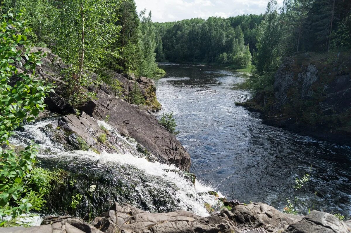 кивач кондопога