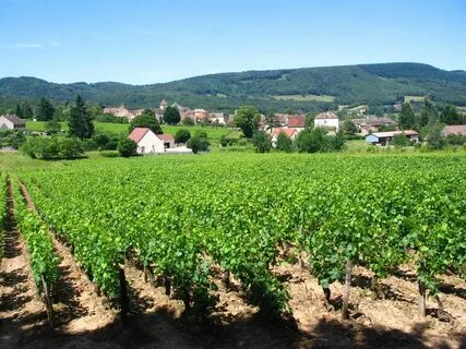 Des vignes