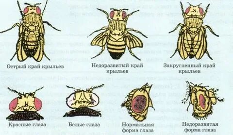 Зачаточные крылья у дрозофилы