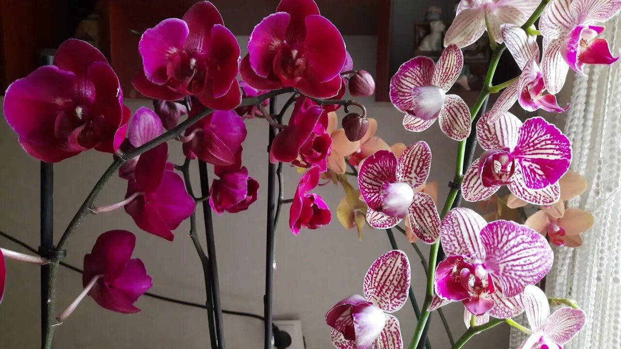 Фаленопсис LuxuryPlants Розовый, 12 дм, 1 шт - купить по выгодной цене в интерне