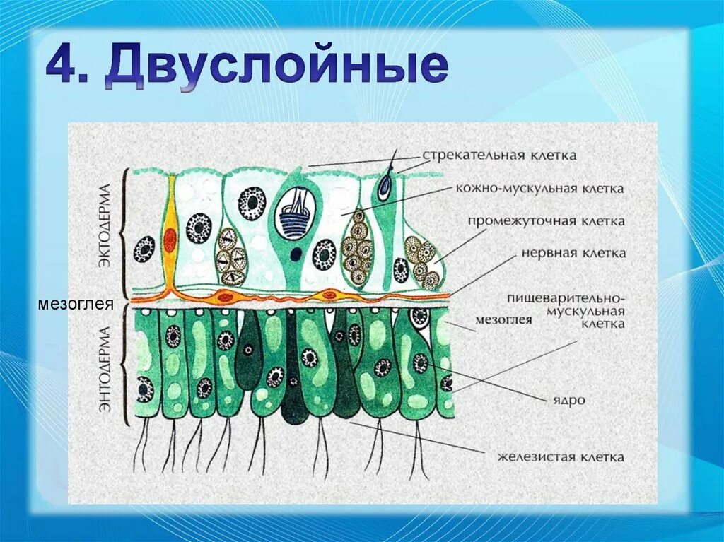 Клеточное строение гидры. Строение клеток гидры. Строение клеток эктодермы кишечнополостных. Строение стенки тела кишечнополостных.