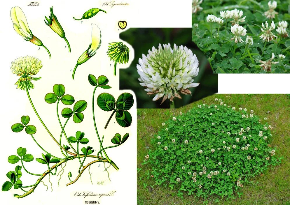 Клевер ползучий (Trifolium repens). Белый Клевер, Trifolium repens. Клевер белый ползучий плод. Клевер красный Луговой и Клевер белый ползучий.