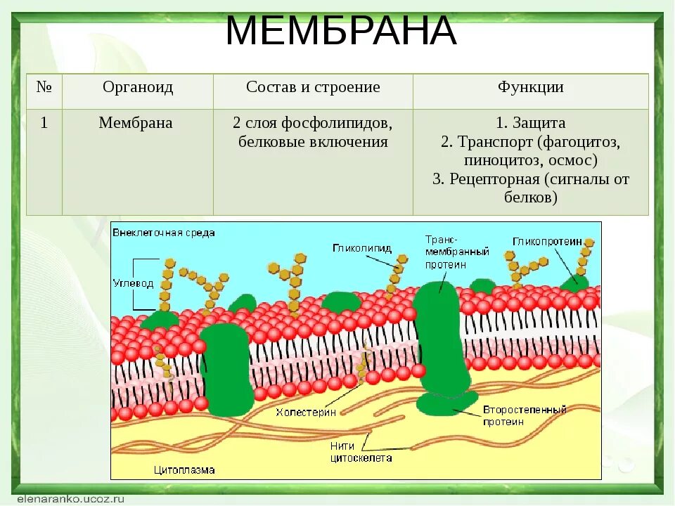 Поступление кислорода через клеточную мембрану