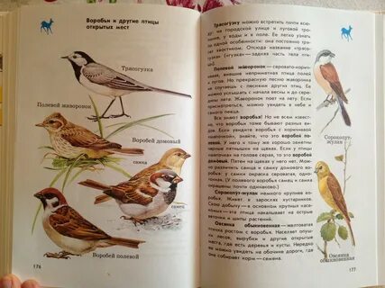 Атлас определитель 2 класс птицы