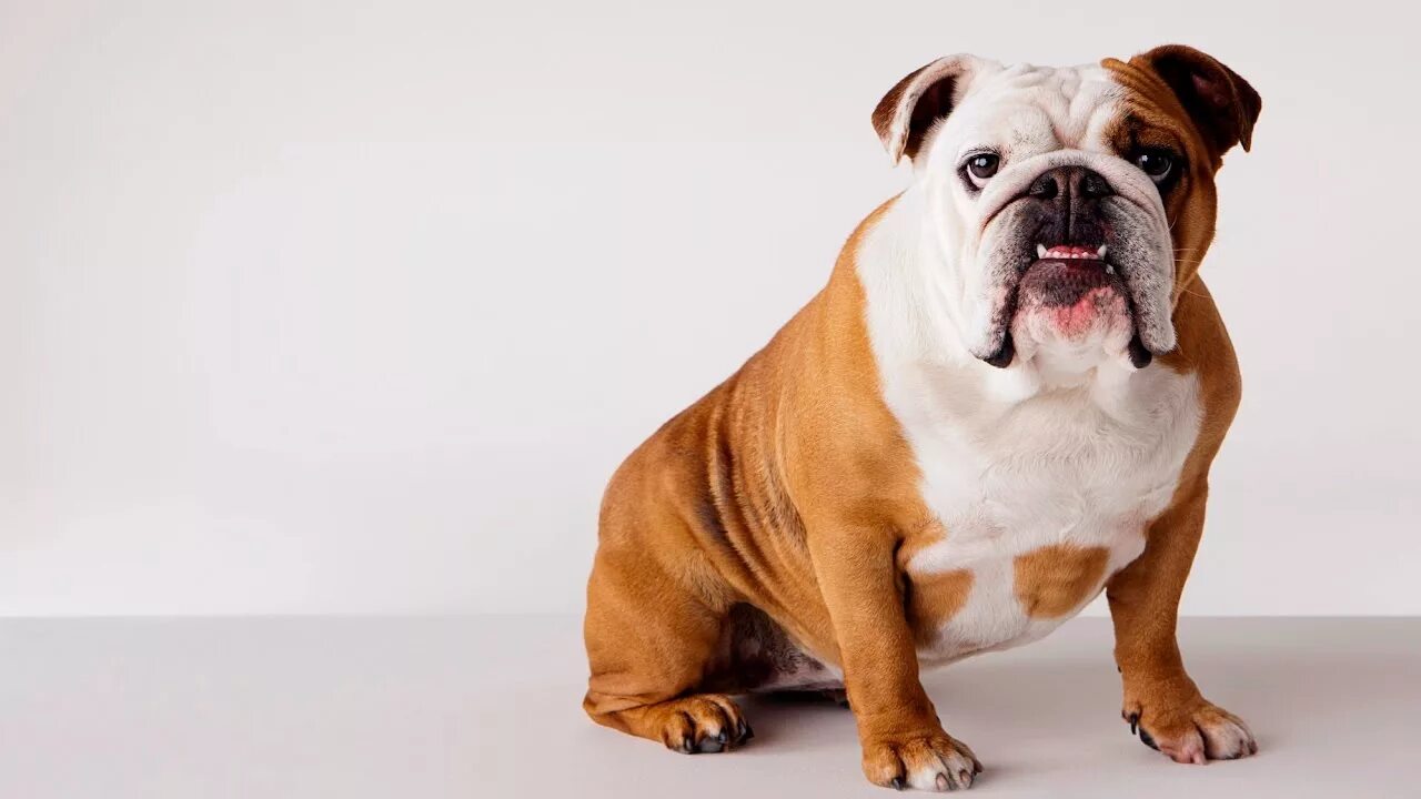 At the park today!http://bit.ly/2UW0VHa Beautiful dog breeds, Most beautiful dog