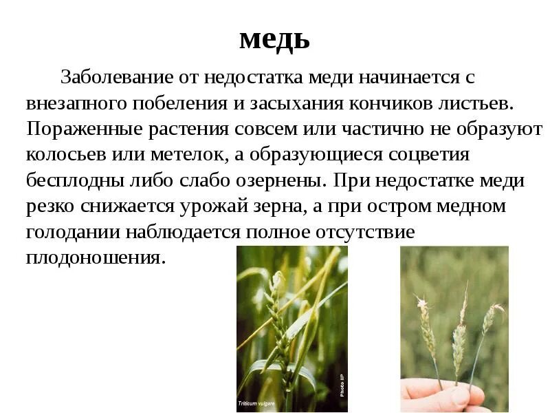 Роль элементов в растениях. Дефицит меди у растений. роль меди в жизни растений. недостаток и избыток меди в растениях. медь в жизни растений.