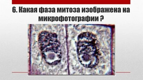 Какие фазы митоза изображены