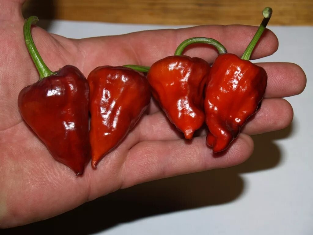 толстостенный горький перец сорта. семена перец острый f1 китайский огонь. сорта горького перца. горький перец мясистый сорт. перец горький красный толстяк.