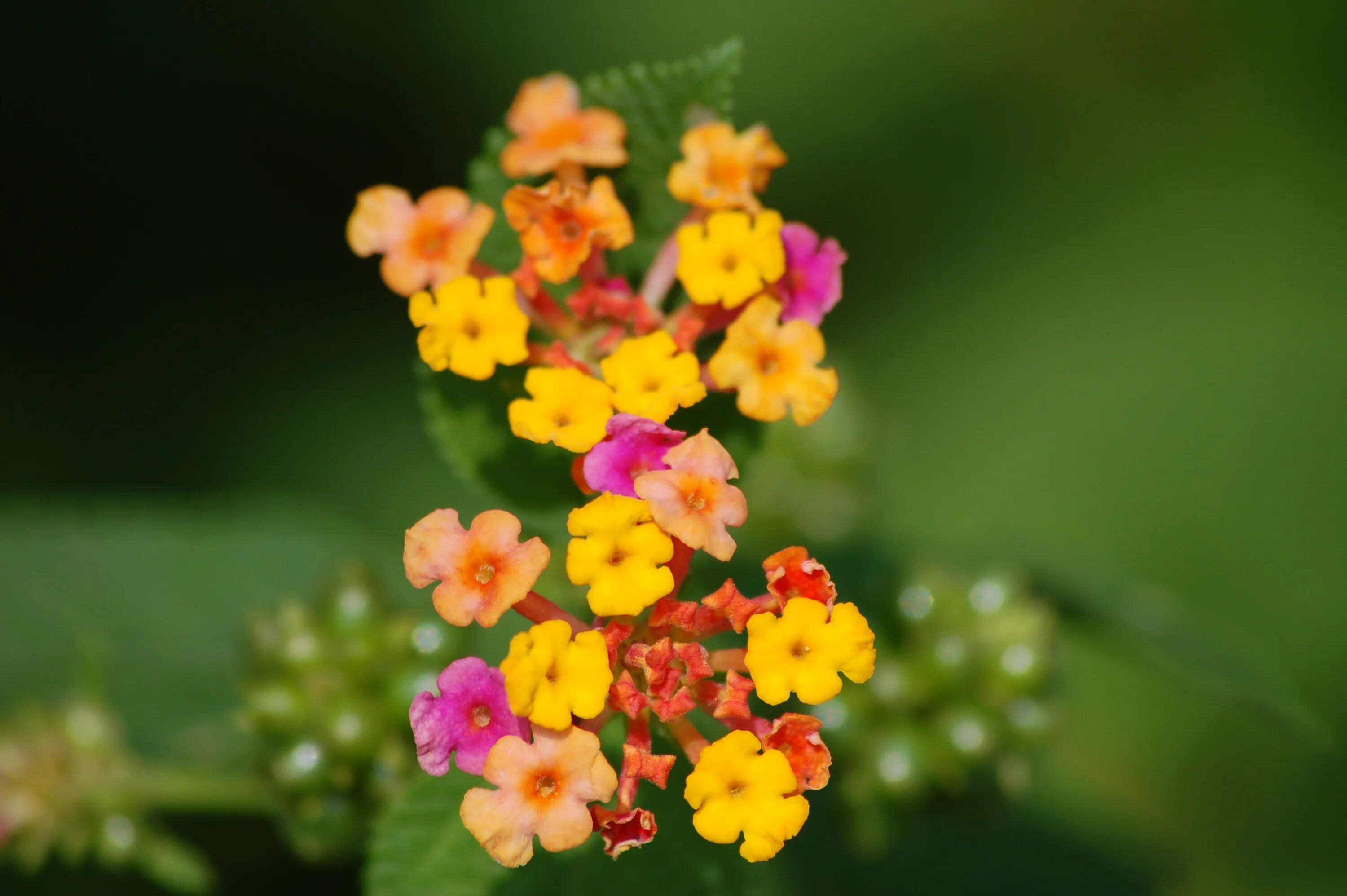 Tiny flower. Тини цветок. panikl цветок. lesenokl цветы. tiny flowers.