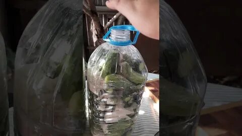 Засолка огурцов в бутылке