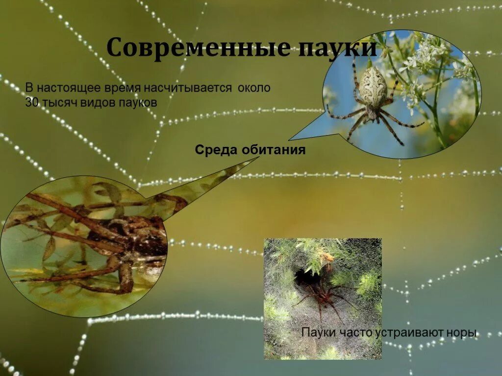 Среда жизни пауков. Среда обитания паука. Среда обитания ПОУКО образных. Обитания паукообразных. Паукообразныххсреда обитантя.