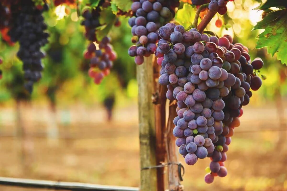 Grape vine. Долина роны сорта винограда. america&#039;s best grape varieties. grapes grow on vines. the great greek grape growers grow great greek grapes.