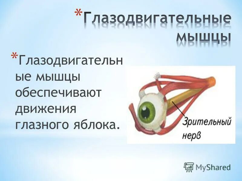 Сократимость мышц. Благодаря мышцам обеспечивается. Движения мышц туловища. Функции мышц физиология. Движение глазных яблок вверх обеспечивается.