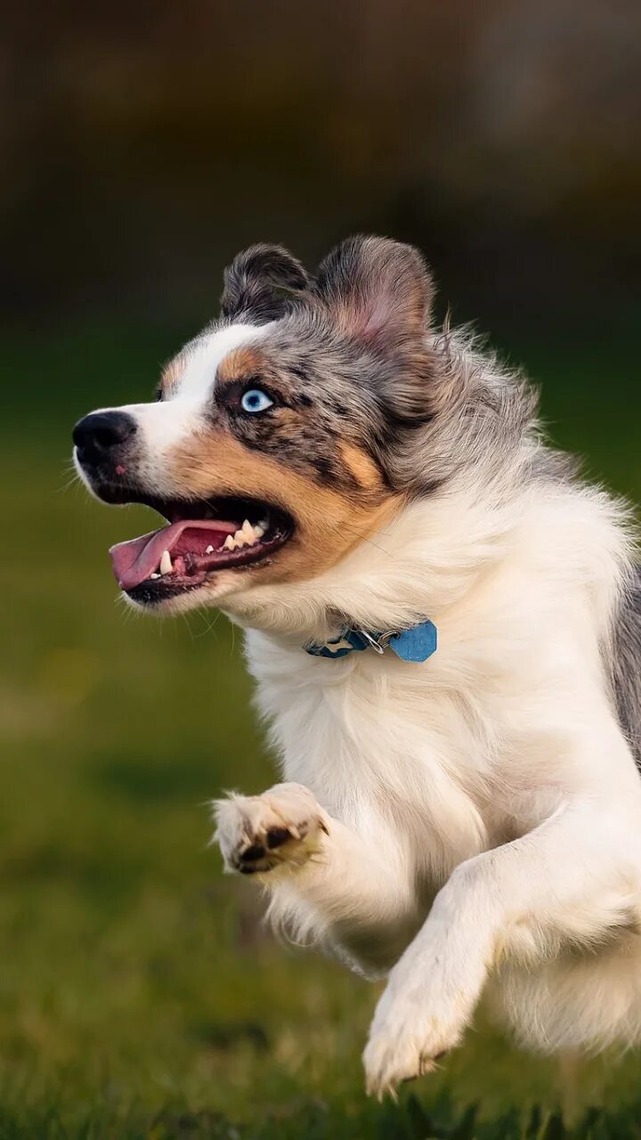 Американская овчарка собака фото American-Alsatian-With-A-Ball Pet Paw