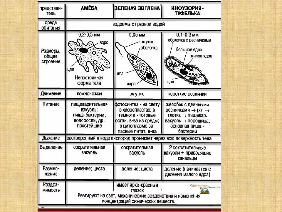 Таблица сравнения по биологии 7 амебы,эвглены зеленой, инфузории. Таблица по биологии 7 класс амеба, эвглена, инфузория туфельки. Эвглена зеленая среда обитания таблица. Таблица по биологии 7 инфузория туфелька.
