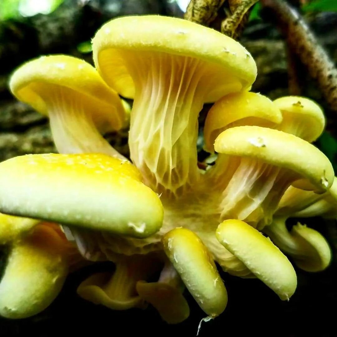 Как выглядит гриб ильмовик File:Gemeine Schwefel-Ritterling Tricholoma  Wikimedia Commons
