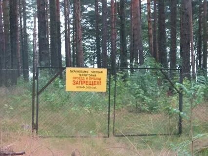 Аренда лесного фонда
