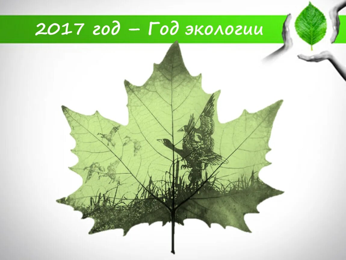 Год экологии и окружающая среда. Год экологии. Год экологии картинки. 2017 Год экологии эмблема. Год экологии в России.