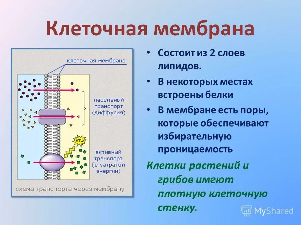Мембрана состоит из двух слоев белков и липидов. Строение фосфолипидов клеточной мембраны. Цитоплазматическая цитоплазматическая мембрана. Состоит из двух слоев фосфолипидов. Состоит из двух слоев фосфолипидов.