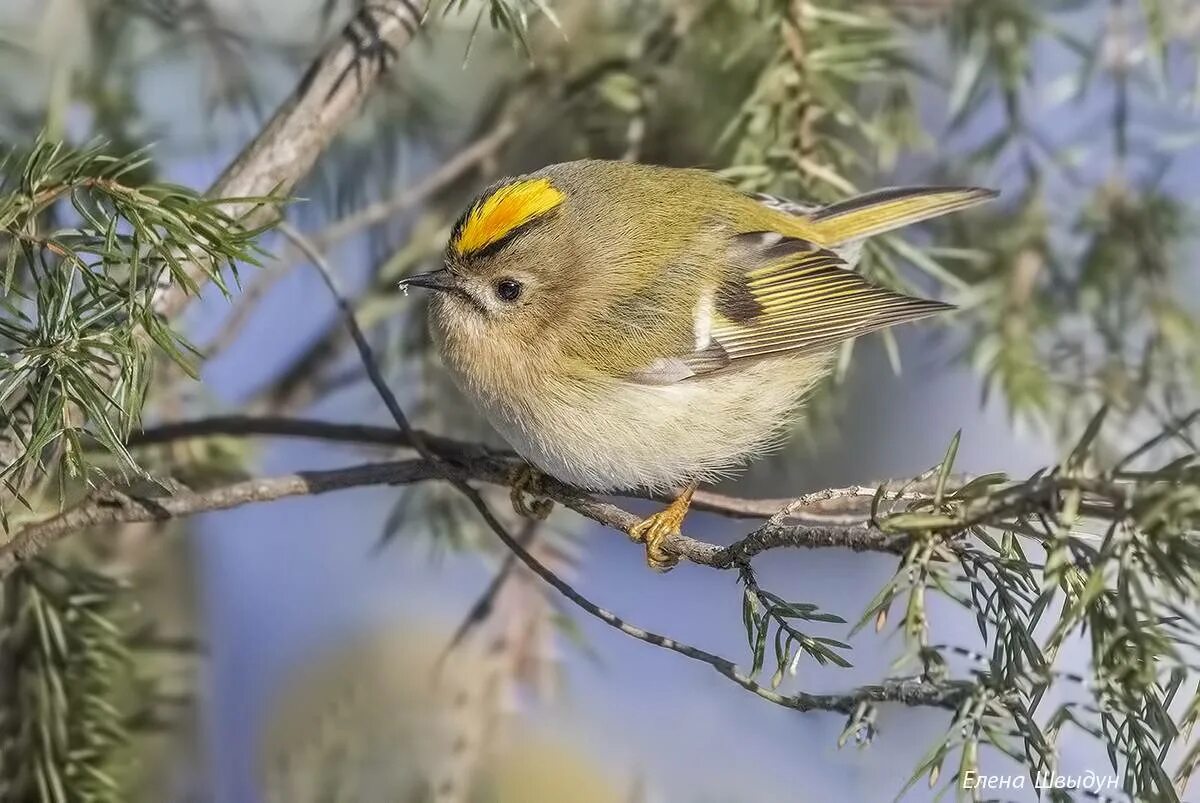 Желтоголовый королёк птица. Где живут корольки. Желтоголовый королёк птица. Байкальский заповедник желтоголовый королек. Информация о корольке желтоголовый.