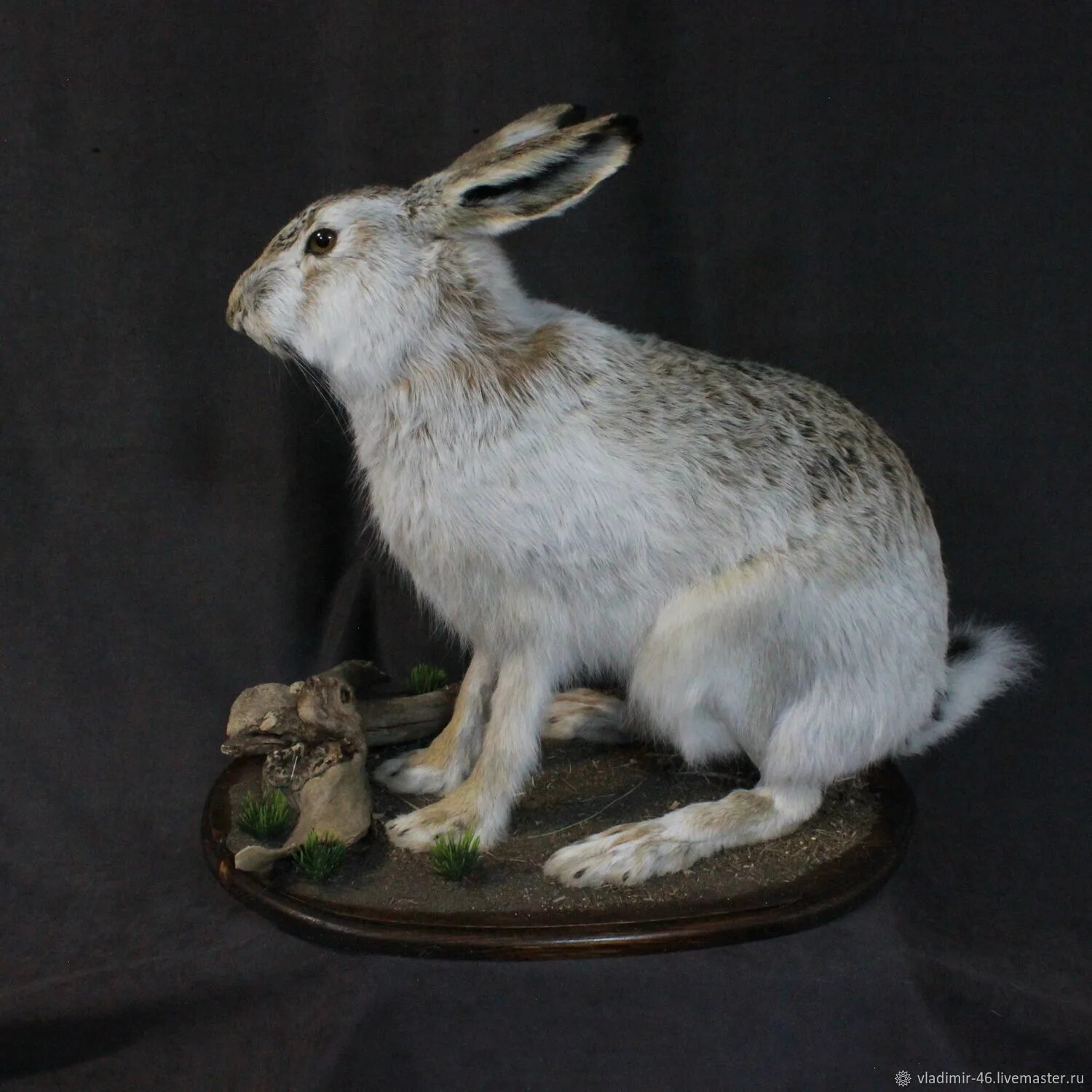 Чучело кролика. Таксидермия заяц. Чучело зайца. Чучело кролика. Чучело зайца русака.