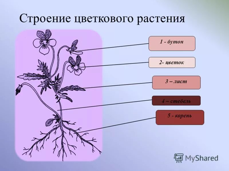 Строение цветковых рисунок