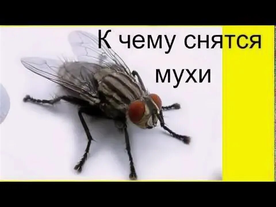 Видеть мух во сне к чему. К чему снятся мухи. Черная навозная муха. К чему снится рой мух. Куча дохлых мух.
