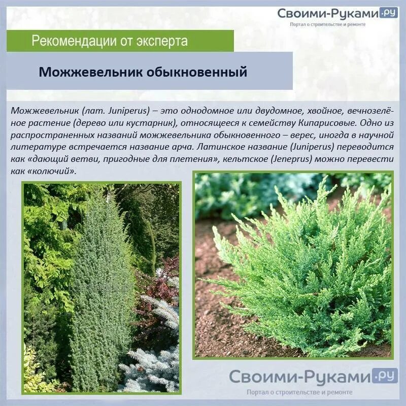 Почему можжевельник относится к высшим семенным растениям. Колоновидный можжевельник размножение. можжевельник обыкновенный размножение. черенки можжевельника обыкновенного. можжевельник ползучий размножение.