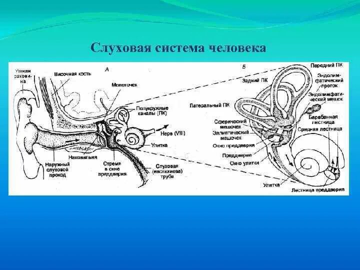 Орган слуха и вестибулярный аппарат. Схема строения слуховой сенсорной системы. Слуховая сенсорная система ухо строение. Слуховая сенсорная система рисунок. Сенсорная система человека схема слуховая.