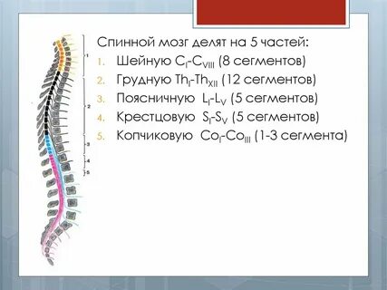 Грудные сегменты спинного мозга