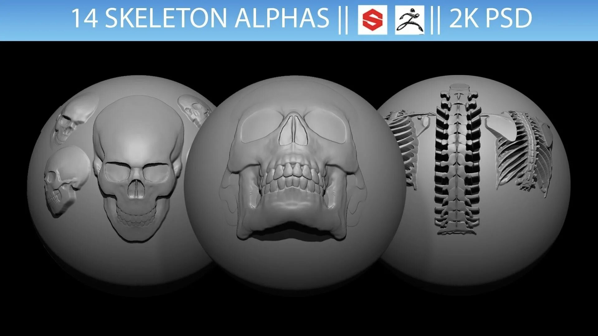 Alpha 3d. Bone alpha zbrush. bone alpha map кость zbrush. модель человека с костями для zbrush купить.