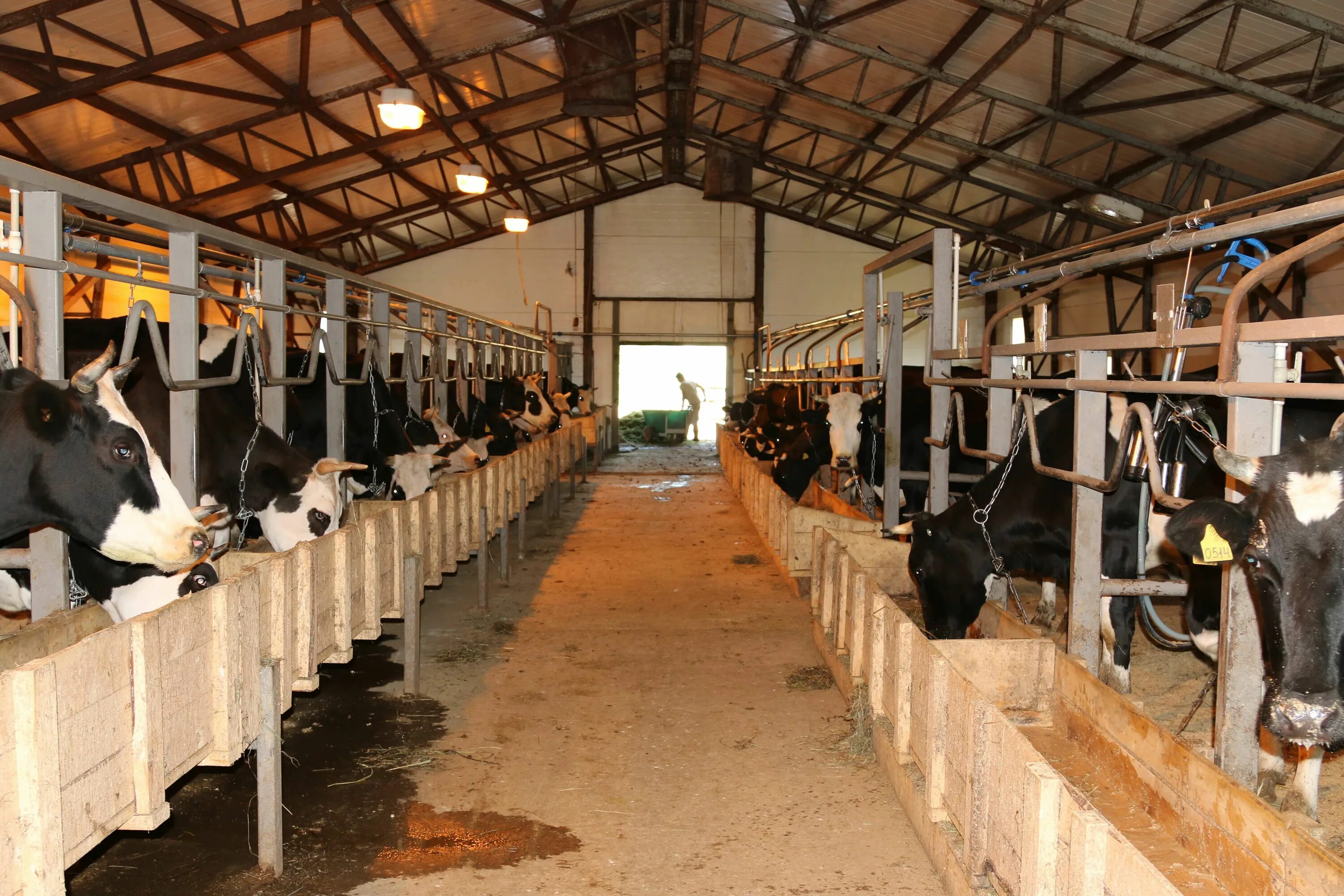 Что такое кфх. КФХ "Texel Farm.. Сарсадских Крестьянское фермерское хозяйство. Семейная животноводческая ферма. Фермы крестьянские хозяйства.