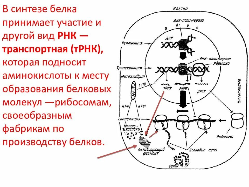 Участвуют в синтезе белка рнк