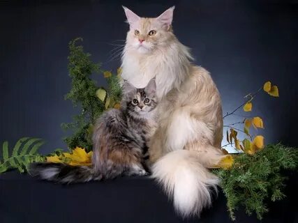 Мейн кун список пород кошек