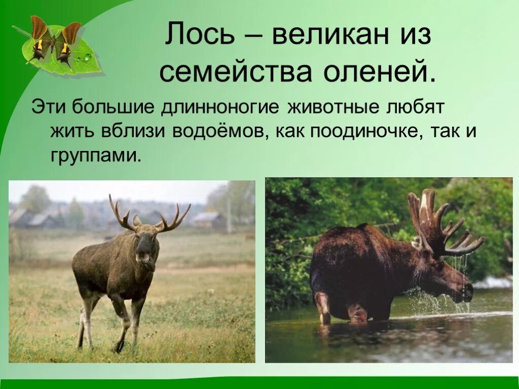 Проект лось. Лось презентация. сообщение о лосе. презентация на тему лоси. лось доклад.