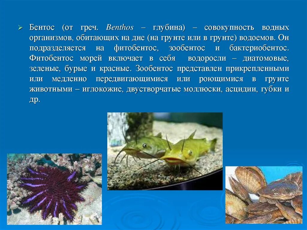 На дне водоема обитает. Бентос Пресноводные водоемы. Донные организмы. Организмы обитающие в водоёмах. Организмы обитающие на дне водоема.