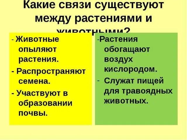 Какая связь существует между людьми. Взаимосвязь растений и животных. Связь между растениями и животными. Какая связь между растениями и животными. Взаимосвязь животного и растения.