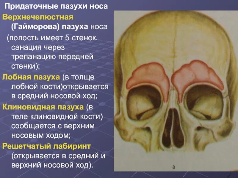 Решетчатая пазуха носа анатомия. Стенки лобной пазухи анатомия. Топография околоносовых пазух анатомия. Лобная кость носовые кости анатомия. В полости черепа расположен