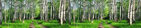 Березовая роща 24 1 воронеж