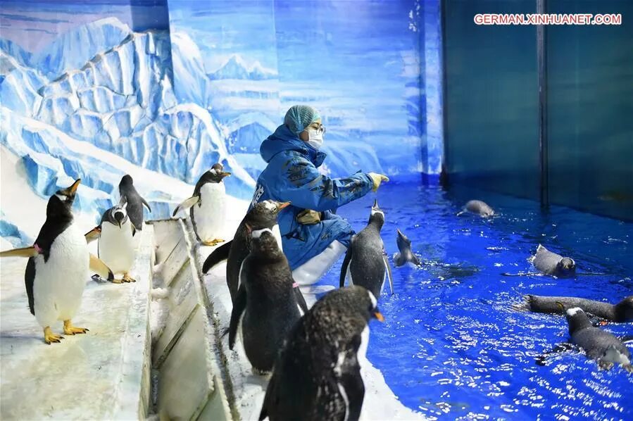 Harbin polarland н. океанариум харбин. харбин океанариум.