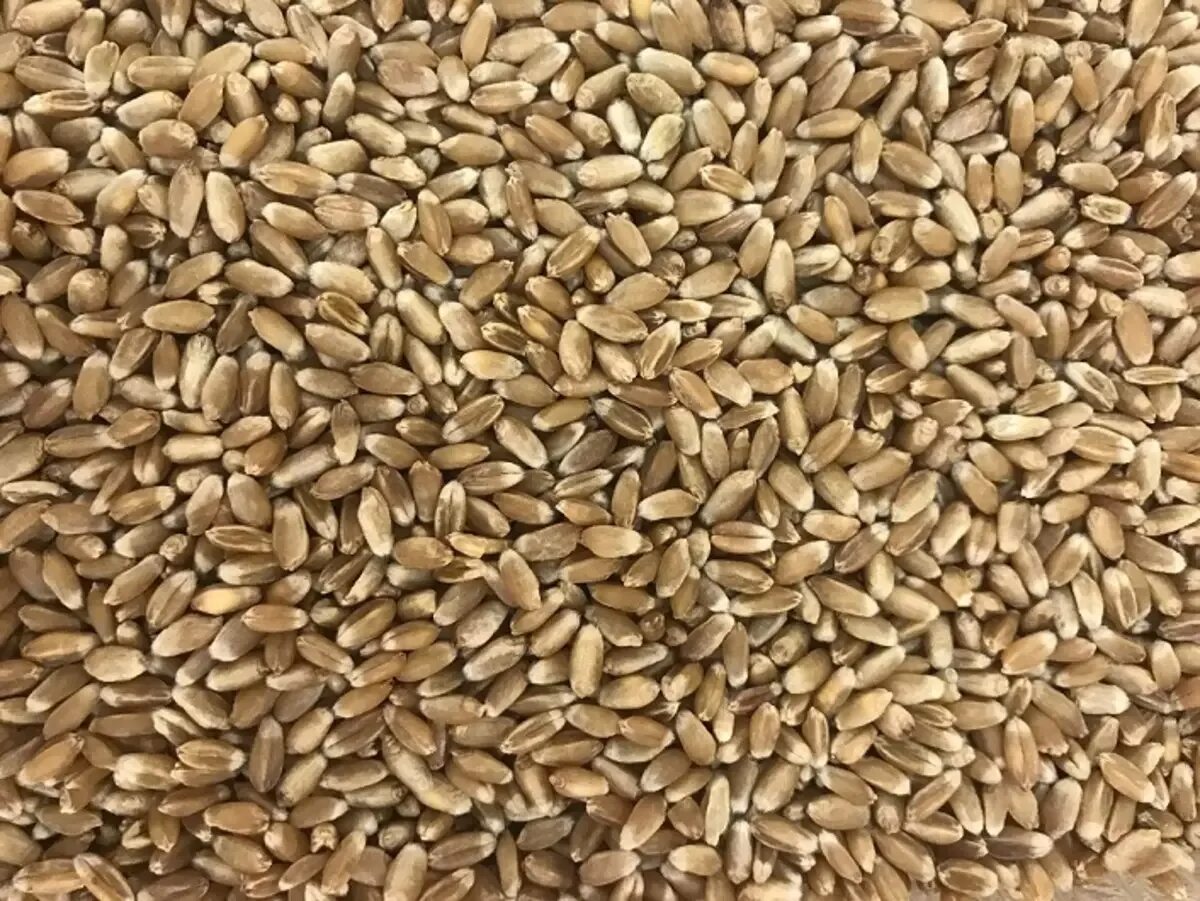 Семена озимой пшеницы. Сорт пшеницы Собербаш. Голозерные сорта ячменя. Твердая пшеница.