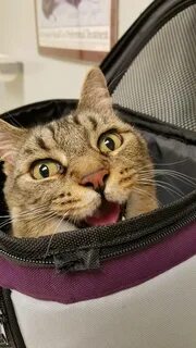Включи кот котэ