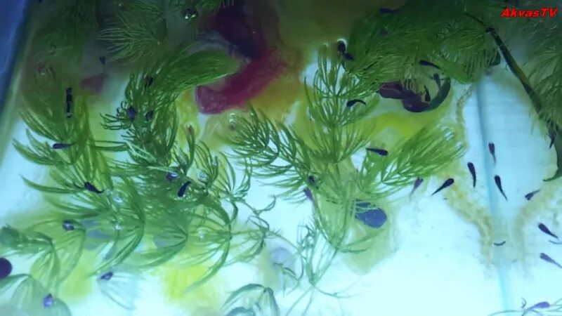 Водоросли мальки рыб окунь. Мальки моллинезии. мальки гуппи. мальки моллинезии далматинец. мальки моллинезии дикой.