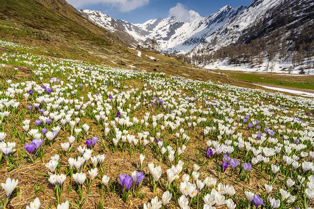 расцветающие ранней весной тюльпаны. первоцвет крокус белый. первоцвет тюльпан лесной. ранняя весна. крокусы белые.